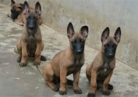 Which one is better, Laizhou Red Dog or Malinois?