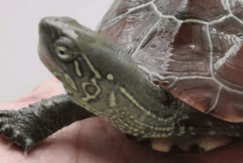 Pay attention to these behaviors when turtles appear