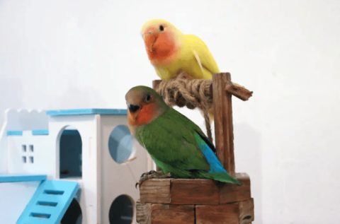 Can you tell the difference between a yellow peach parrot and a green peach parrot? I’ll tell you secretly first how to raise them~