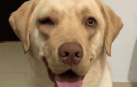 What's wrong with the dog's swollen eyes?