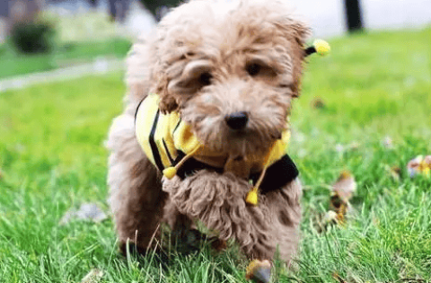 Can dogs eat strawberries?