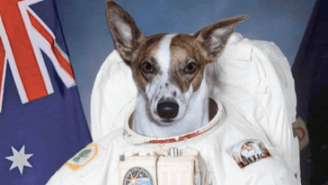 Laika, the first dog to fly into space