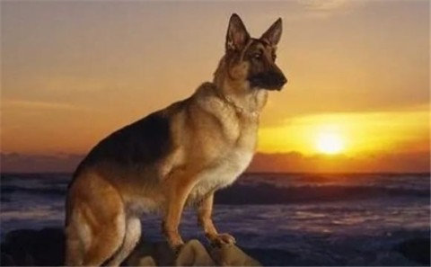 There are five common police dogs in the police world. They are brave and resourceful, and all of them are fierce warriors.