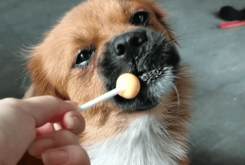 Can dogs eat candy?