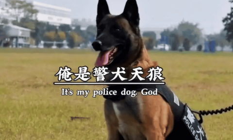 Police dog Sirius, first-class meritorious dog