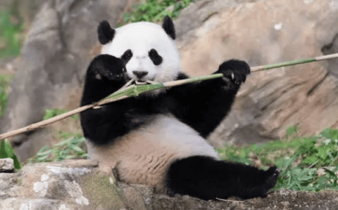 Come and learn about the dietary precautions for giant pandas