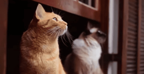 These methods are very harmful to cats, and the scary thing is that you may do them every day!