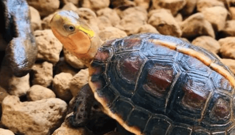 Cultivate a close relationship with your tortoise: 5 tips to help you become your tortoise’s best friend