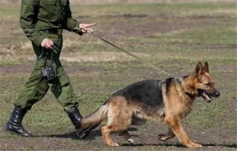 Can military dogs be adopted if they are not retired?