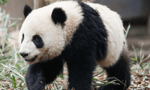 How much bamboo does a giant panda eat in a day? Feeding tips~