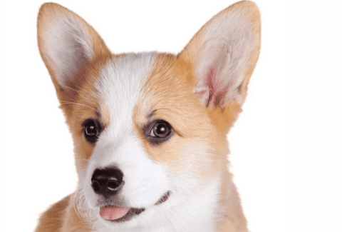 How to deal with foreign matter in dog’s ears that stink