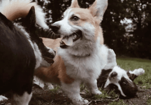 Which is better, black and white Corgi or yellow and white Corgi?