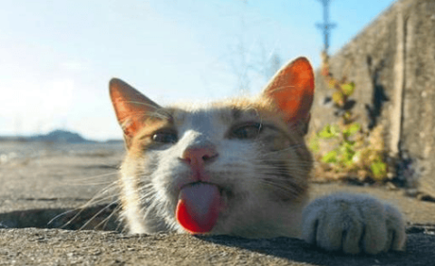 An orange cat snatched food and hair from other cats. After being caught by the poop scraper, he defended himself and refused to admit his mistake!