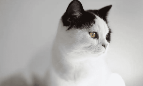 10 signs your cat likes you