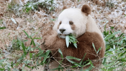 Who crossed the national treasure? Brown giant panda discovered in Qinling Mountains, scientists can't give answer