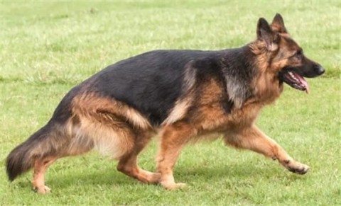 Advantages and disadvantages of black-backed dogs