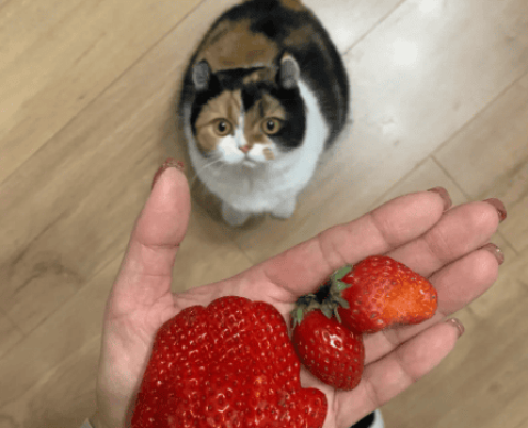 Can cats eat strawberries?