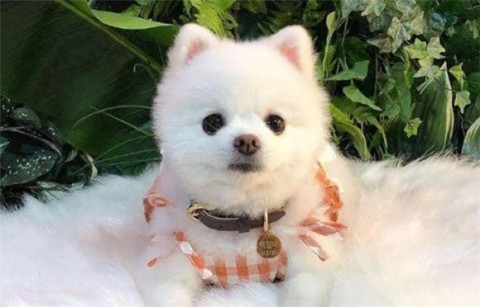 What a teacup Shunsuke dog looks like when he grows up