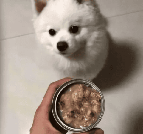 Can dogs eat canned cats?