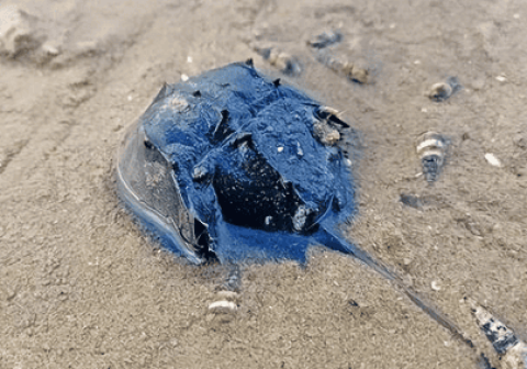 What is the value of horseshoe crab blue blood?