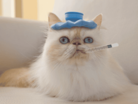 Prevention and treatment of feline viral rhinobronchitis!