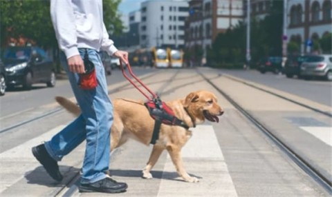 Do guide dogs know that their owners cannot see?