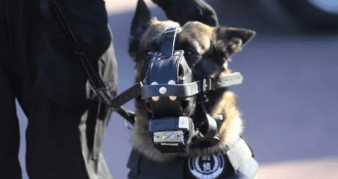 How much does it cost to adopt a police dog after retirement?