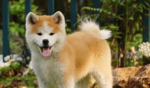 Where can I buy Akita dogs? Is a sport-loving dog breed