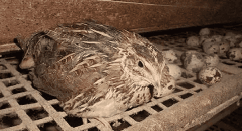 Will quails that are overweight before laying affect their egg production rate?