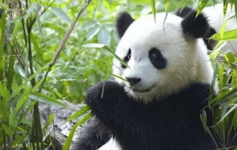 Why are giant pandas said to belong to the order Carnivora? So why are giant pandas vegetarian now?