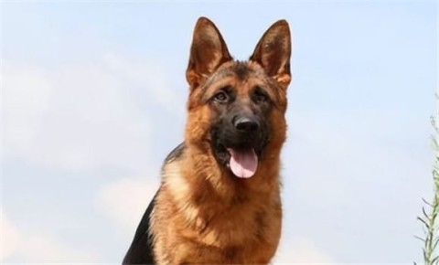 At what age do military dogs retire?