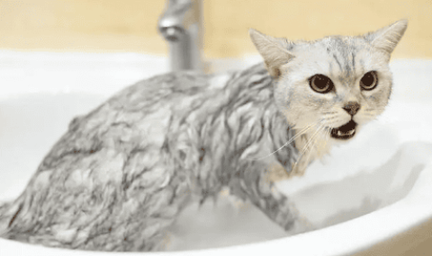 How long does it take for a cat to be dewormed after taking a bath?