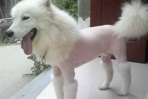 Will my dog ​​get cold after shaving?