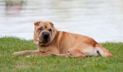 The difference between Shar Pei and French Bulldog