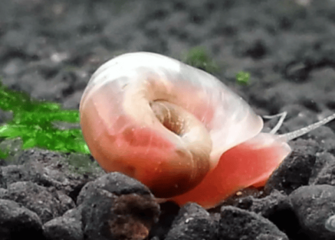 Do you think apple snails are only suitable for turtle rations? That's wrong!