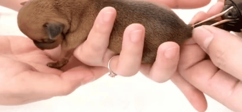 How to dock a dog’s tail and when is the right time to dock it?