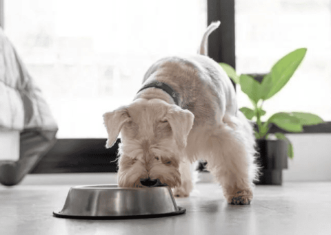 What should I do if my dog ​​eats dog food and swallows it without chewing it?