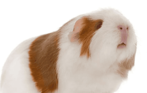 Which country does the guinea pig originate from? Don't be fooled!