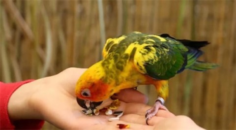 Do you know about raising parrots? It’s impossible not to pay attention to these little things!