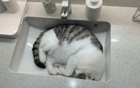 Why do cats like to sleep in the sink?