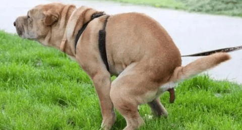 Dogs would rather hold it in than poop at home