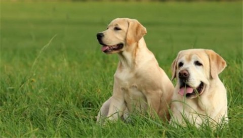 Are Labradoodles easy to raise?