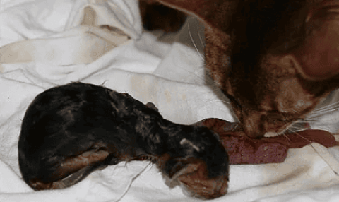 Cat’s amniotic water broke and she still doesn’t give birth 10 hours later