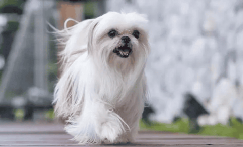 Complete picture of Pekingese dog