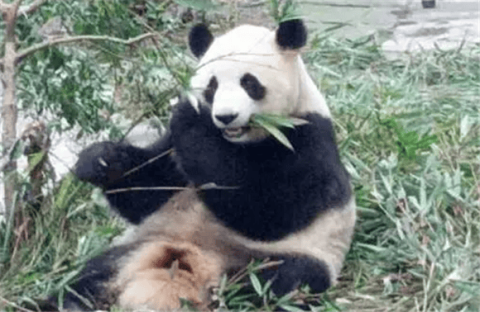 International Panda Day: Let’s protect the national treasure, let’s act together｜October 27