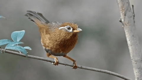 How to correct the thrush's problem of scattering food