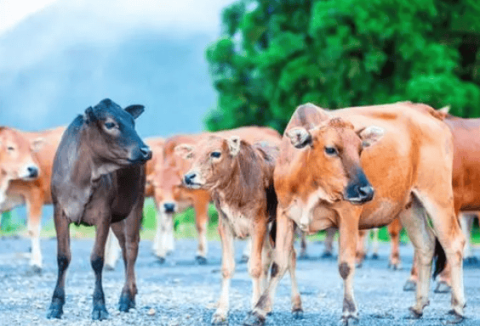 400 bison on East Island have evolved independently for 300 years