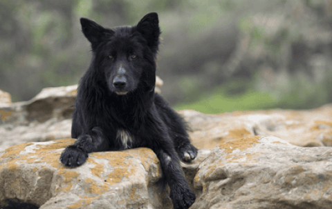 Are black panther dogs powerful?