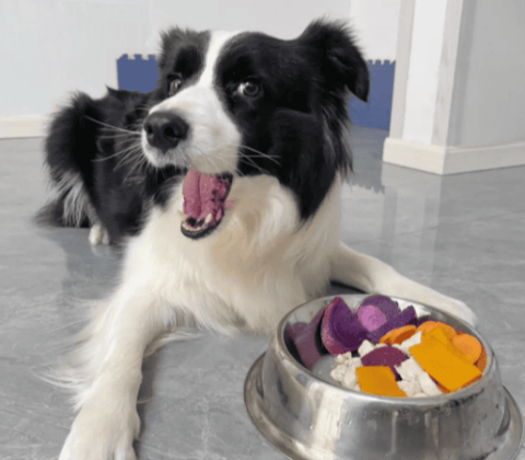 Can dogs eat purple sweet potatoes?