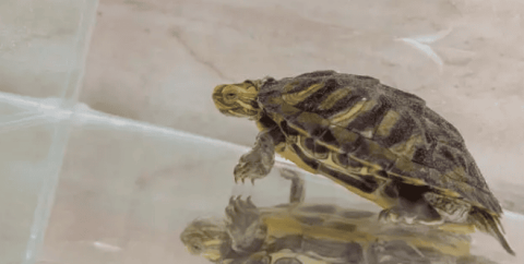 A few long-puzzling questions about raising turtles!